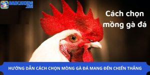 Hướng Dẫn Cách Chọn Mồng Gà Đá Mang Đến Chiến Thắng