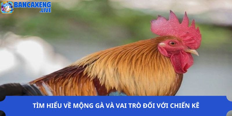 Tìm hiểu về mộng gà và vai trò đối với chiến kê