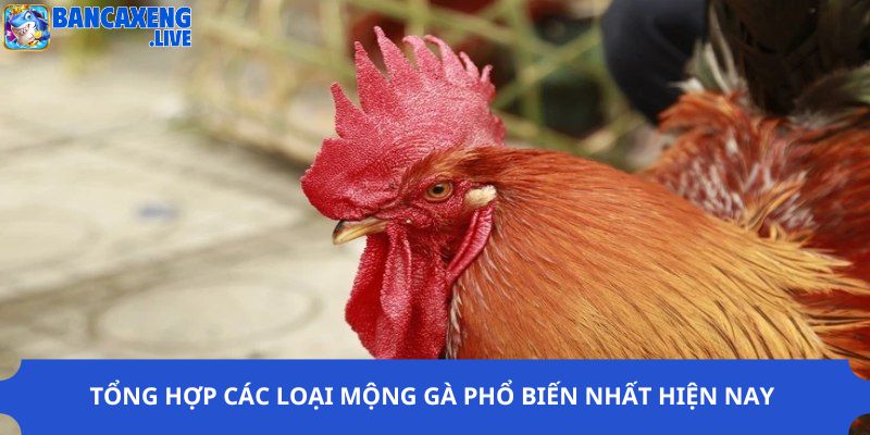 Tổng hợp các loại mộng gà phổ biến nhất hiện nay 