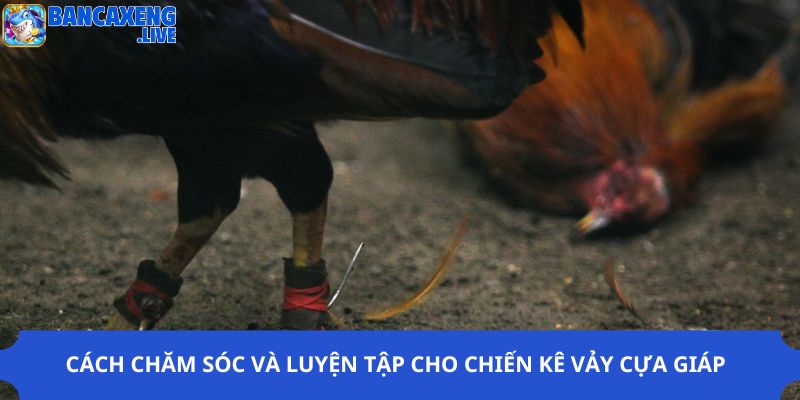 Cách chăm sóc và luyện tập cho chiến kê vảy cựa giáp