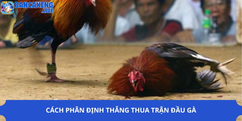 Cách phân định thắng thua trận đầu gà