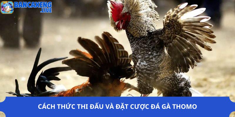 Cách thức thi đấu và đặt cược đá gà Thomo