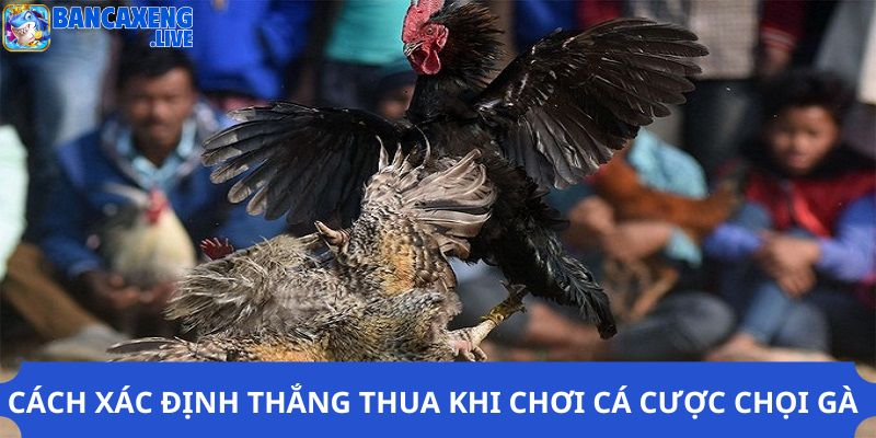 Cách xác định thắng thua khi chơi cá cược chọi gà