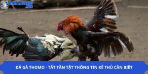 Đá Gà Thomo - Tất Tần Tật Thông Tin Kê Thủ Cần Biết