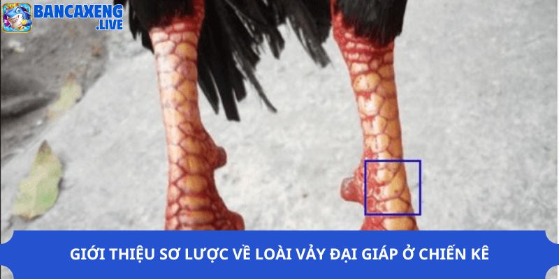 Giới thiệu sơ lược về loài vảy đại giáp ở chiến kê