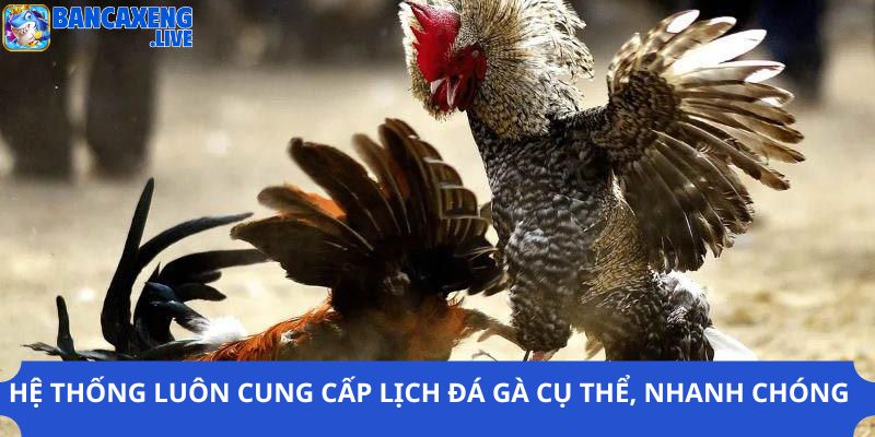 Hệ thống cung cấp đầy đủ lịch đá