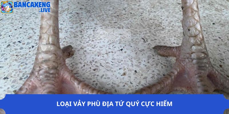 Loại vảy phù địa tứ quý cực hiếm