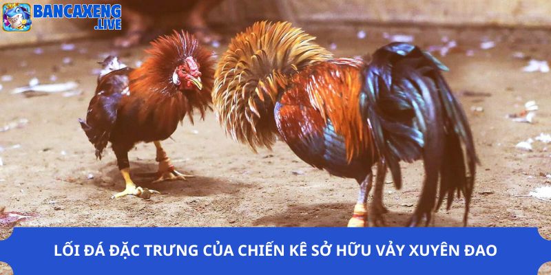 Lối đá đặc trưng của chiến kê sở hữu vảy xuyên đao