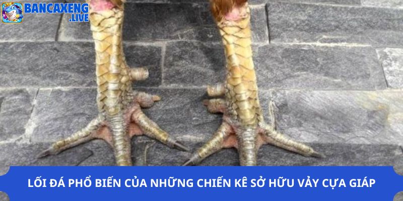 Lối đá phổ biến của những chiến kê sở hữu vảy cựa giáp