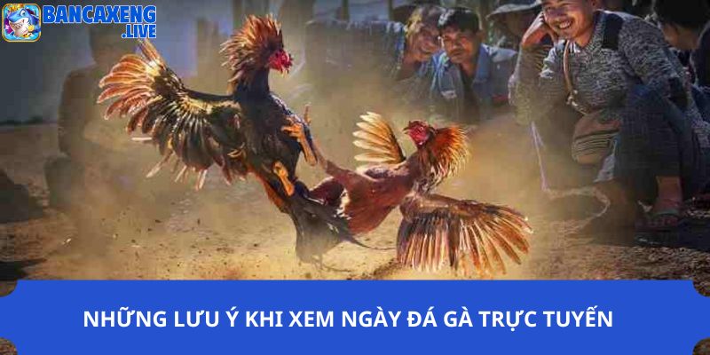 Lưu ý nên biết khi xem ngày đá gà