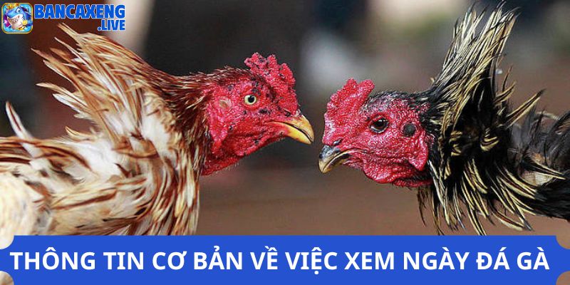 Một vài thông tin về xem ngày đá gà