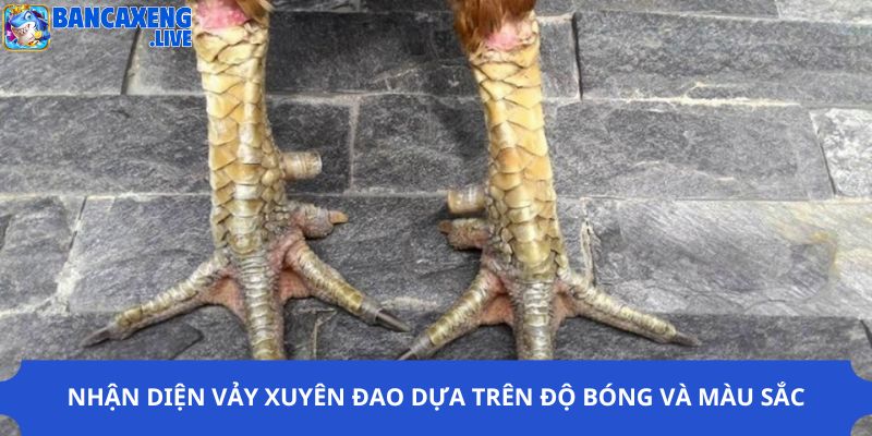 Nhận diện vảy xuyên đao dựa trên độ bóng và màu sắc