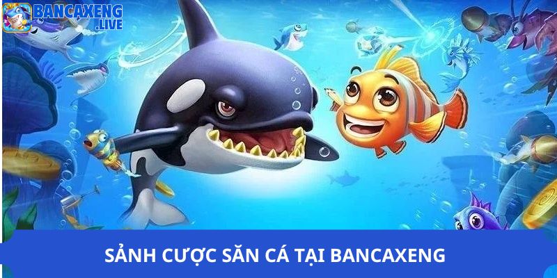 Sảnh cược săn cá tại Ban ca xeng