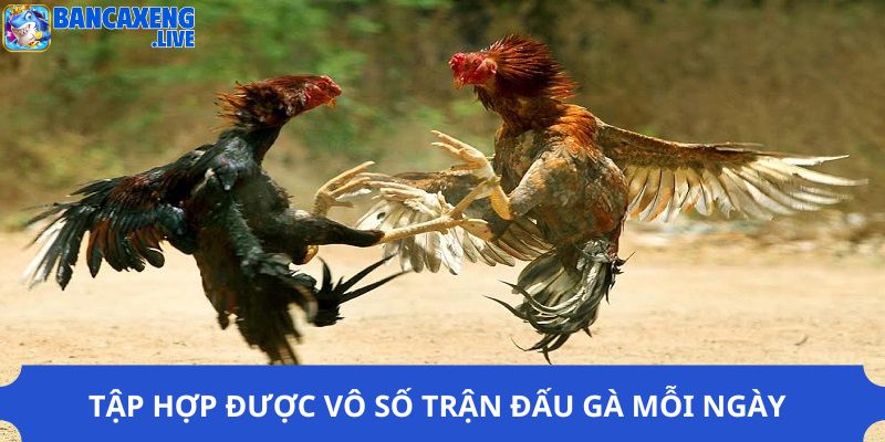 Tập hợp được vô số trận đấu gà mỗi ngày