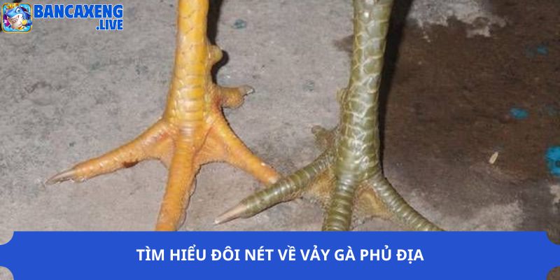 Tìm hiểu đôi nét về vảy gà phủ địa