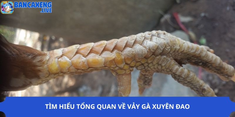 Tìm hiểu tổng quan về vảy gà xuyên đao