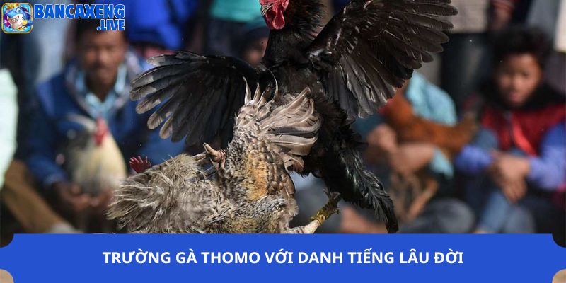 Trường gà Thomo với danh tiếng lâu đời