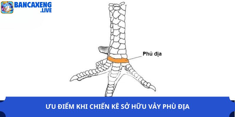 Ưu điểm khi chiến kê sở hữu vảy phù địa