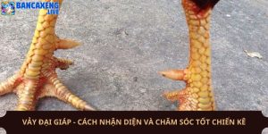 Vảy Đại Giáp - Cách Nhận Diện Và Chăm Sóc Tốt Chiến Kê