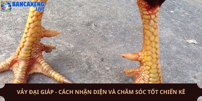 Vảy Đại Giáp - Cách Nhận Diện Và Chăm Sóc Tốt Chiến Kê