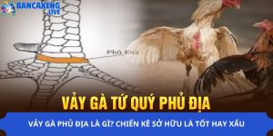 Vảy Gà Phủ Địa Là Gì? Chiến Kê Sở Hữu Là Tốt Hay Xấu