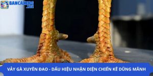 Vảy Gà Xuyên Đao - Dấu Hiệu Nhận Diện Chiến Kê Dũng Mãnh