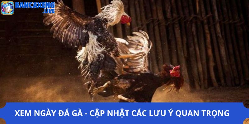 Xem Ngày Đá Gà - Cập Nhật Các Lưu Ý Quan Trọng Cho Bet Thủ