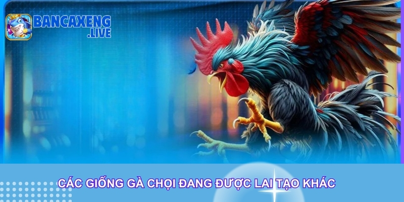 Các giống gà chọi đang được lai tạo khác Các giống gà chọi đang được lai tạo khác