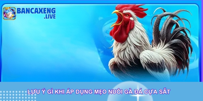 Lưu ý gì khi áp dụng mẹo nuôi gà đá cựa sắt Lưu ý gì khi áp dụng mẹo nuôi gà đá cựa sắt